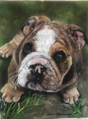 Bulldog puppy - pastel painting